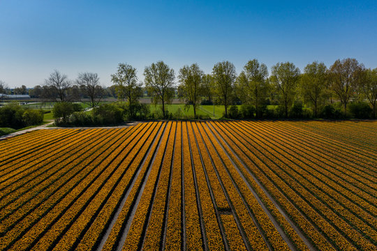 Golden Tulip Fields of the Netherlands: Rural Beauty in the Dutch Countryside