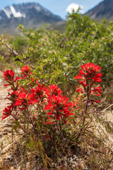 Obraz premium red Indian Paintbrush wildflowers blooming in Spring in the Buttermilks of Eastern Sierra Nevada mountains California USA
