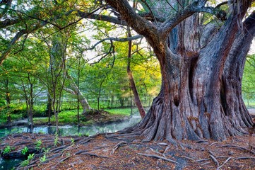 Huge tree in a small swamp with thin fog