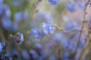 forget me not flowers blue close up filled frame 