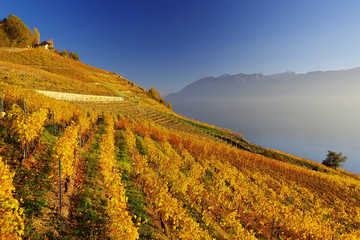 Vineyard terraces in the famous Lavaux wine region (UNESCO World Heritage Site since 2007) overlooking the northern shores of Lake Geneva, Canton of Vaud, Switzerland