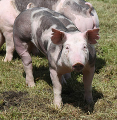 Free range pig posing  on pasture at animal farm