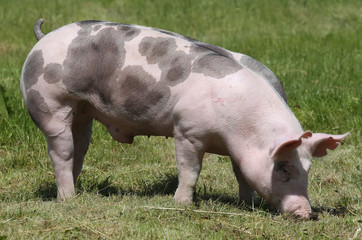 Fototapeta premium Free range pig posing on pasture at animal farm