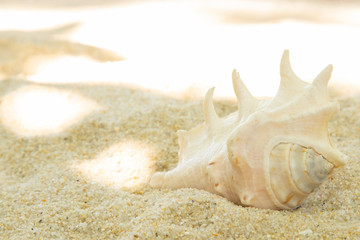 Obraz premium more shells in the sand on the beach, landscape