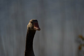 portrait of a young woman in a park