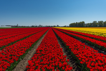 Red tulips on a field in the Netherlands