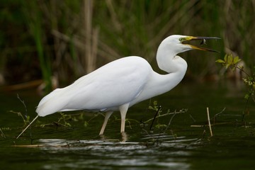 great blue heron