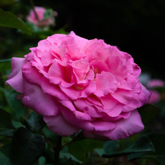 Rosa