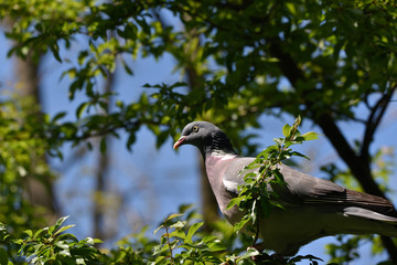 the pigeon perched on a green branch