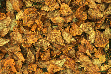 Autumn background, many, old yellow leaves. Shooting from above.