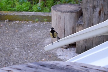 a small bird is looking for food