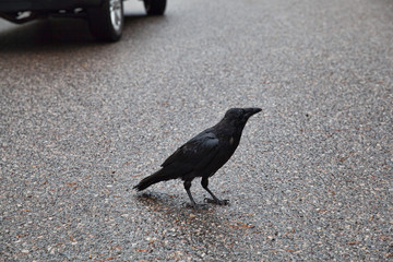 Black Raven standing still