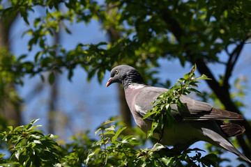 the pigeon perched on a green branch