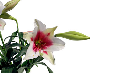 Pink and white lily flower photographed close-up on white background