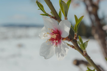 Close-up of an almond tree flower