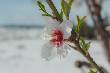Close-up of an almond tree flower