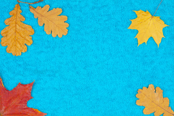 Naklejka na ściany i meble Autumn leaves of maple and oak on a colored background.