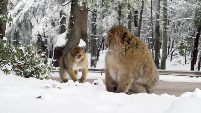 Berberaffen im Nationalpark Ifrane im Atlasgebirge von Marokko