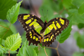 Malachite Butterfly (Siproeta stelenes), Dunwoody Nature Center,