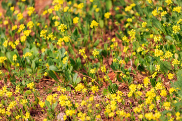 Small bright yellow flowers on a ground