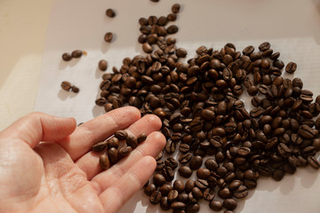 take coffee beans by hand morning in hand close up
