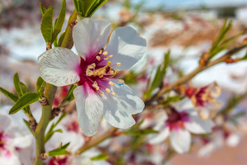 An almond tree flower