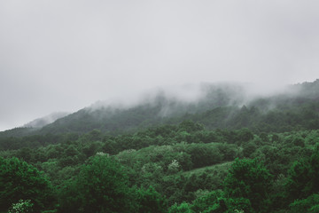 Dense fog covers a forest in the Pilis-mountains in the morning after rain.