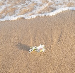 white flower and sea foam