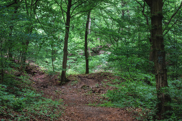 Obraz premium Mysterious hiking path full of roots in the middle of wooden forest, surrounded by green bushes and leaves and ferns found in Rám-Szakadék, Pilis, Hungary