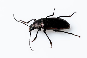 Darkling Beetle (Tenebrionidae sp.),  Dunwoody, GA