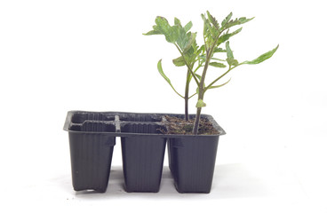 black tubs for basil and tomato seedlings