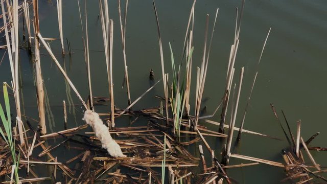 Dried reeds on the lake.
