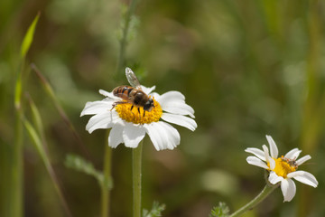 Wasp in a daisy on a green background