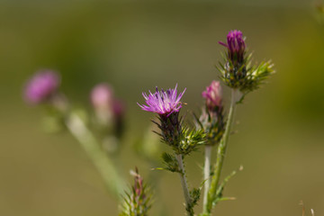 thistle flowers on a green background