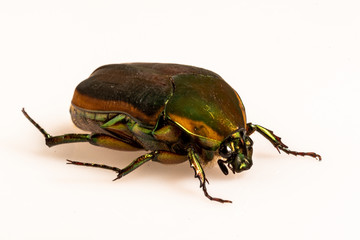 Green June Beetle (Cotinus nitida), Dunwoody, GA