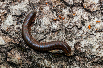 Millipede (Eurymerodesmus spp.), Rabun Co, GA