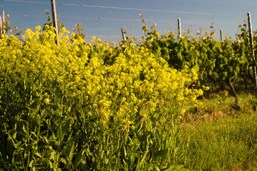 Ein schöner gelber Blumenbusch in der nähe von weinreben