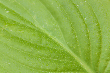 Giant plant leaf for background