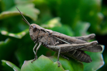Brown grasshopper sitting on a leaf. Arcyptera microptera. Macro
