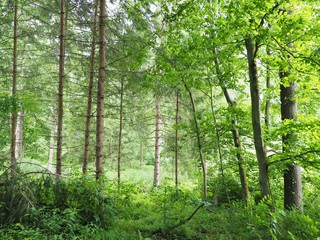 Umweltschutz - Jungwald bessert die Klimabilanz auf