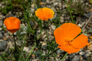 California Poppy (Eschscholzia californica), Atlanta Botanical Garden, Atlanta, GA