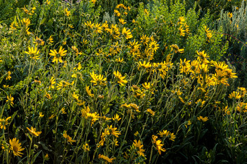 Sagebrush Habitat Sunflowers, Grand Teton NP, WY