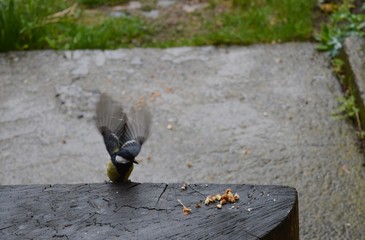 a small bird is looking for food