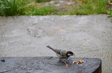 Obraz na płótnie Canvas a small bird is looking for food