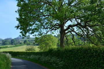 Typical English rural landscape in the spring with an Ash tree,  also known as Fracinus excelsior,...