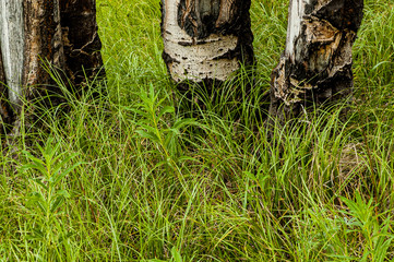 Obraz premium Quaking Aspen (Populus tremuloides) and Grasses, Forest Community , Grand Teton NP, WY