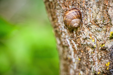 Eine Schnecke kriecht einen Baumstamm hoch