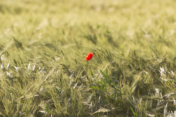 Flowering corn poppy in a ripening wheat field