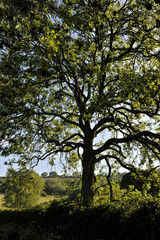 European Ash tree, also known as Fraxinus excelsior, back lit in early morning light in  the British countryside, Dorset, England
