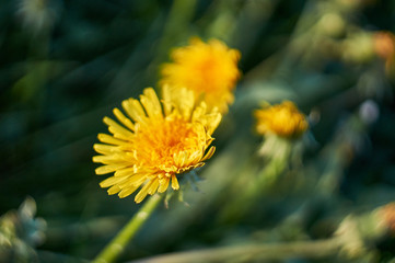 Beautiful spring dandelion flowers. Green field with yellow dandelions. Closeup of yellow spring flowers on the ground